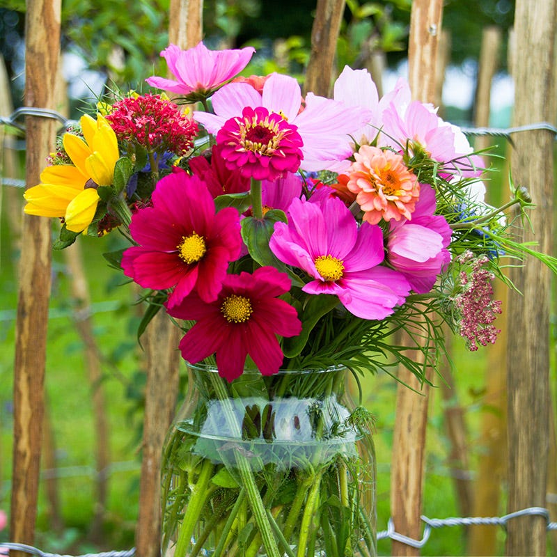 Bouquets For Days Wildflower Seed Mix - Image 5