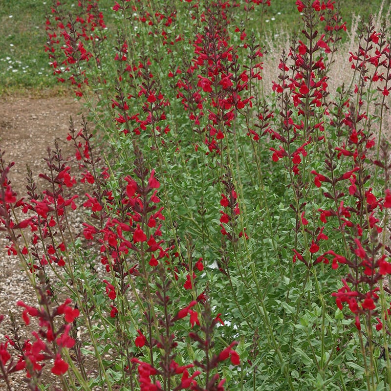 Butterfly & Hummingbird Pre-Planned Garden - Image 4