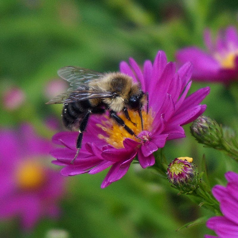 Buzz & Flutter Pollinator Pre-Planned Garden - Image 4