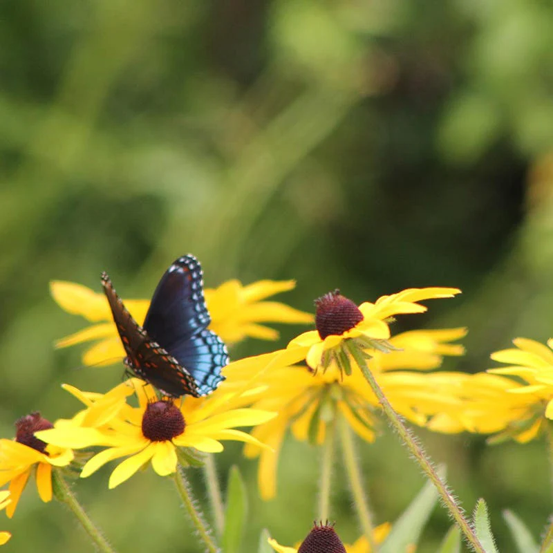 Buzz & Flutter Pollinator Pre-Planned Garden - Image 5