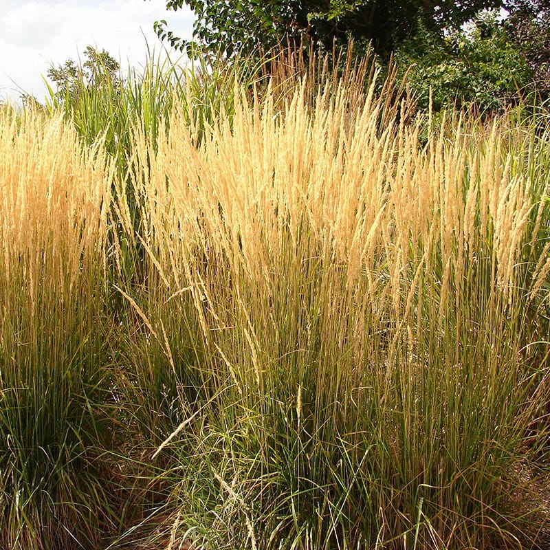 Buzz & Flutter Pollinator Pre-Planned Garden - Image 7