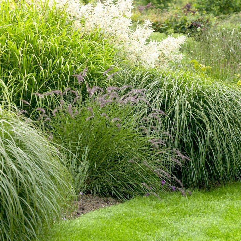 Carefree Ornamental Grass Pre-Planned Garden - Image 3