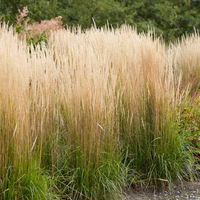 Carefree Ornamental Grass Pre-Planned Garden - Image 7