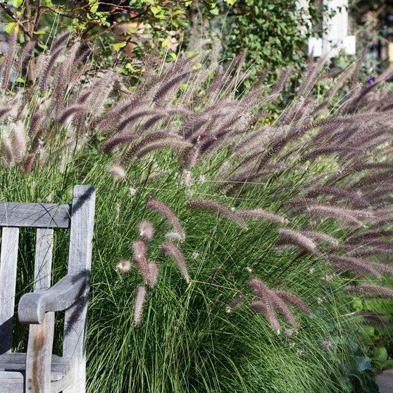 Carefree Ornamental Grass Pre-Planned Garden - Image 8