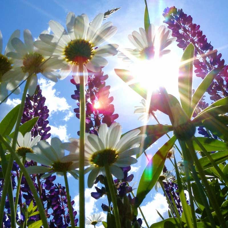 Shasta Daisy & Perennial Lupine Seed Combo - Image 5