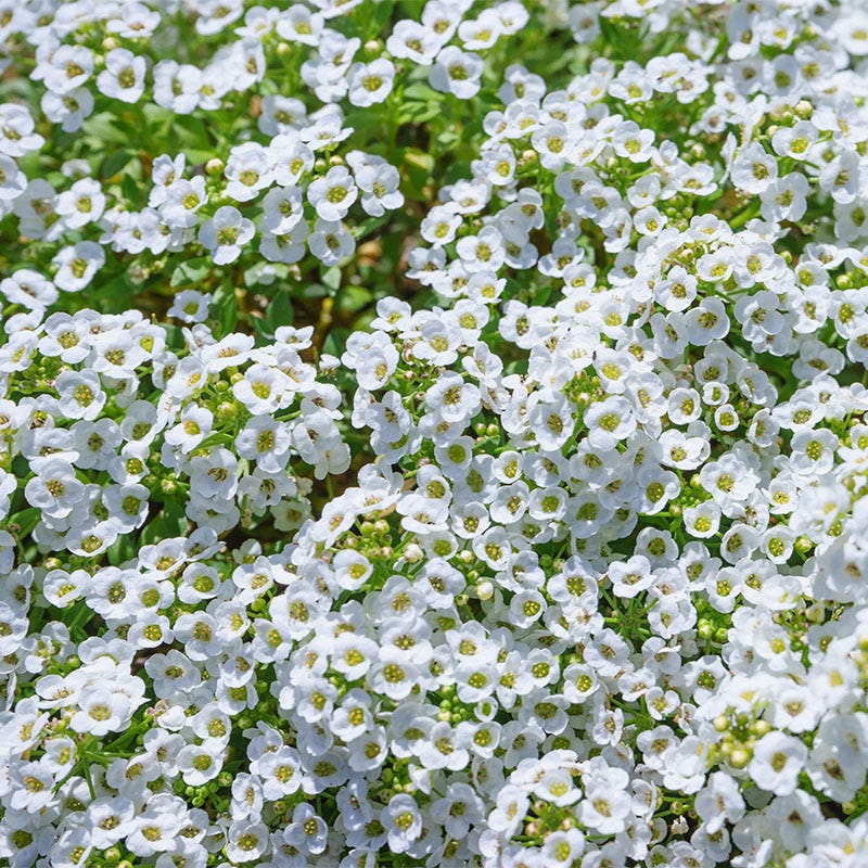 Deer Resistant Wildflower Seed Collection - Image 5