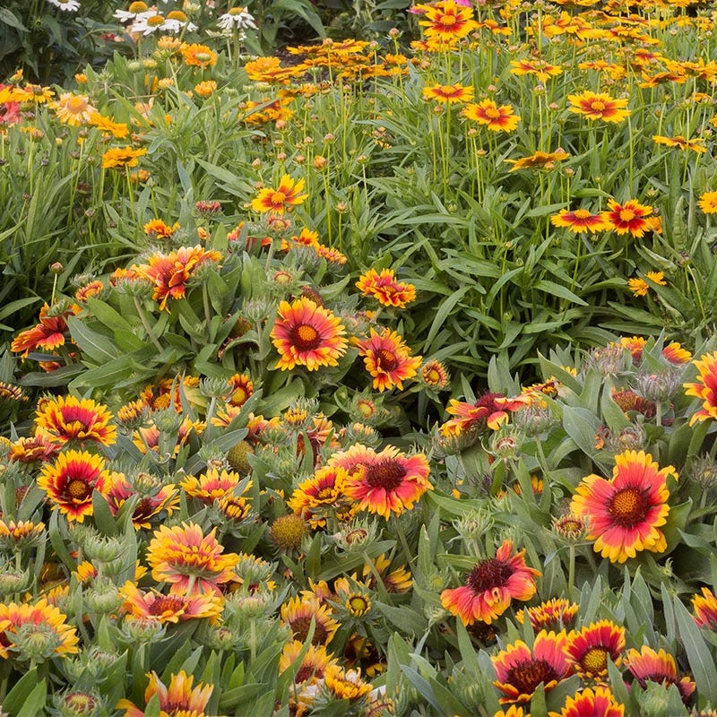 Deer Resistant Wildflower Seed Collection - Image 6