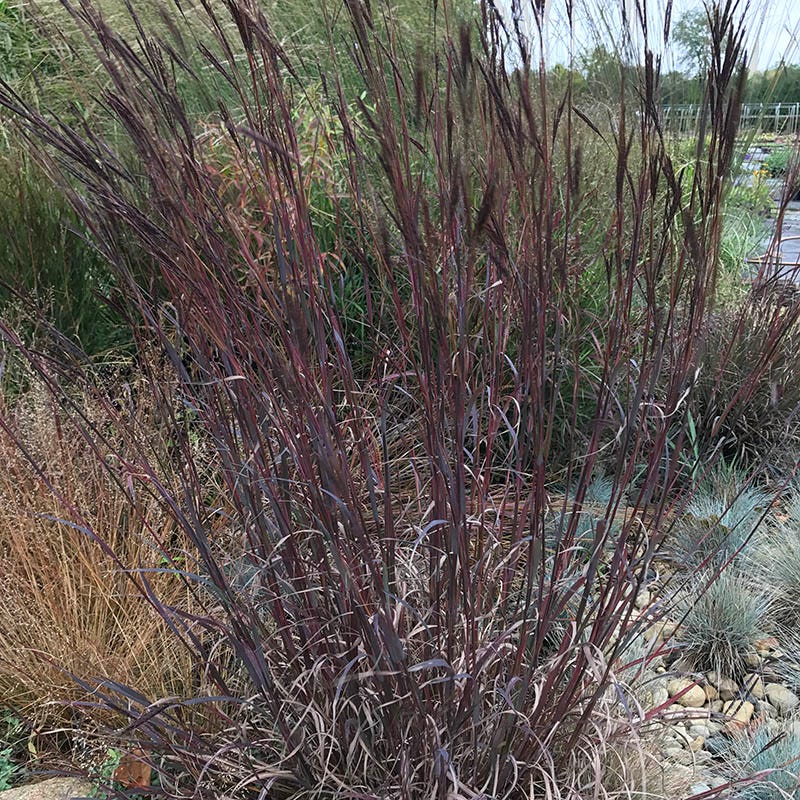 Drought Tolerant Pre-Planned Garden - Image 8