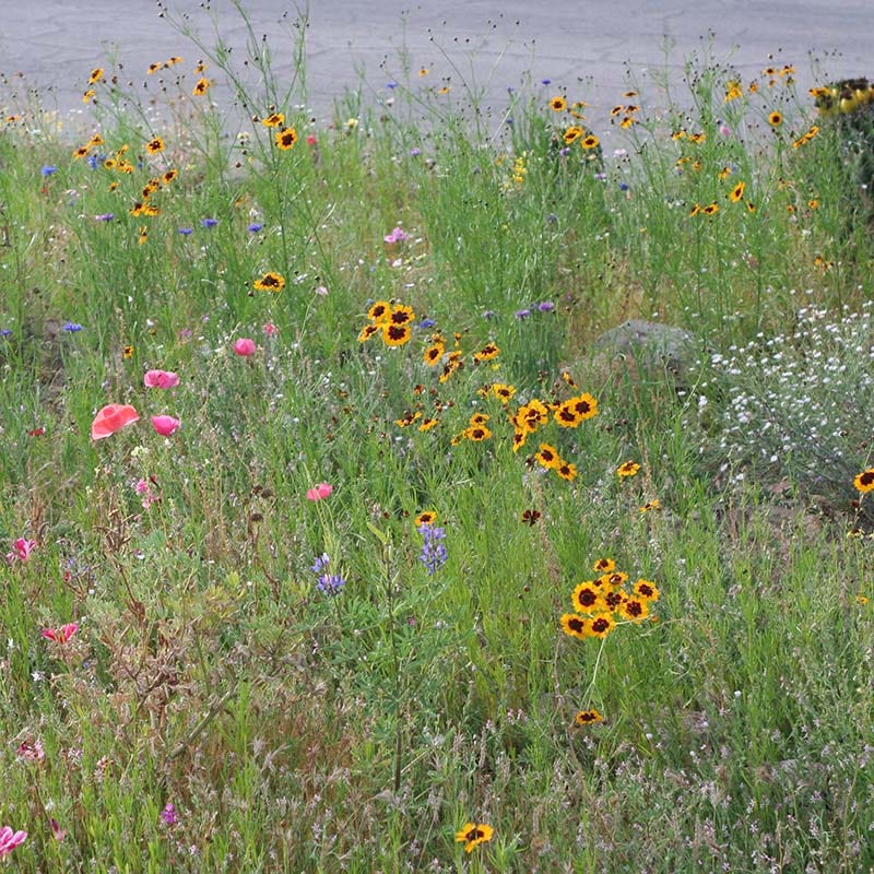 Dry Meadow Wildflower Seed Mix - Image 4