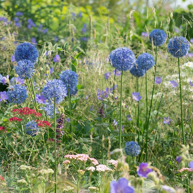 Allium caesium - Image 3