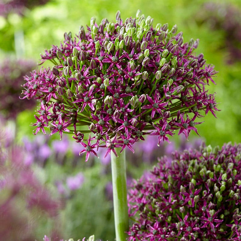Sangria Allium Flower Bulb Collection - Image 3