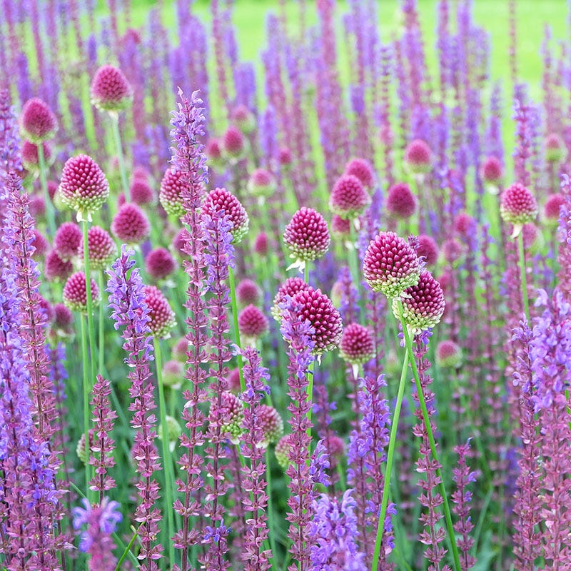 Drumstick Allium - Image 4