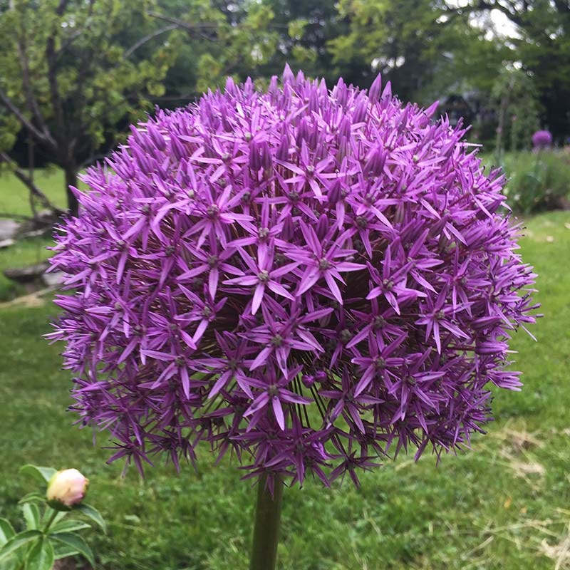 Globemaster Allium - Image 2