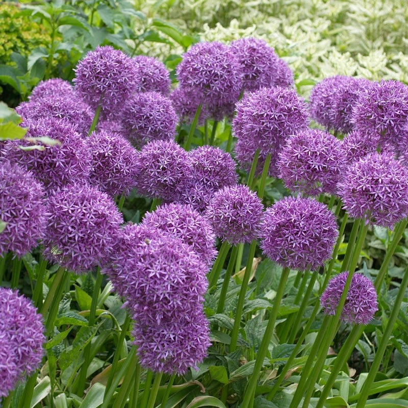 Globemaster Allium - Image 3