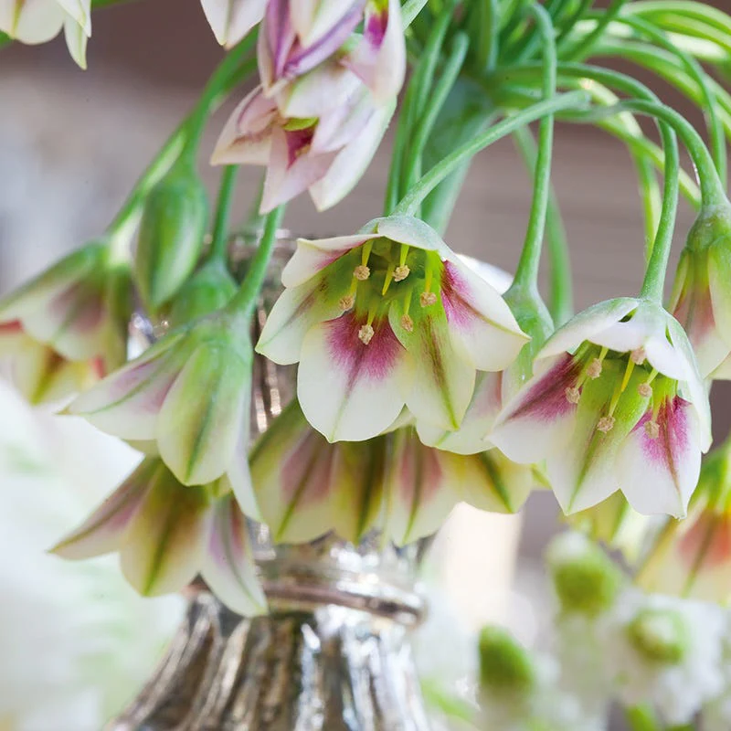 Mediterranean Bells - Image 3