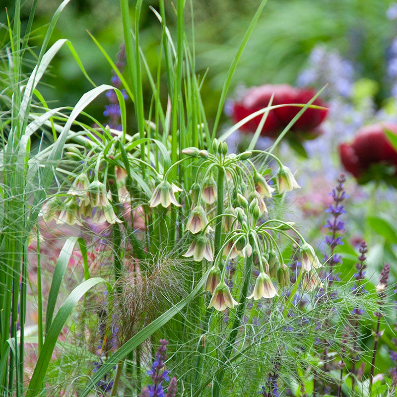 Mediterranean Bells - Image 4