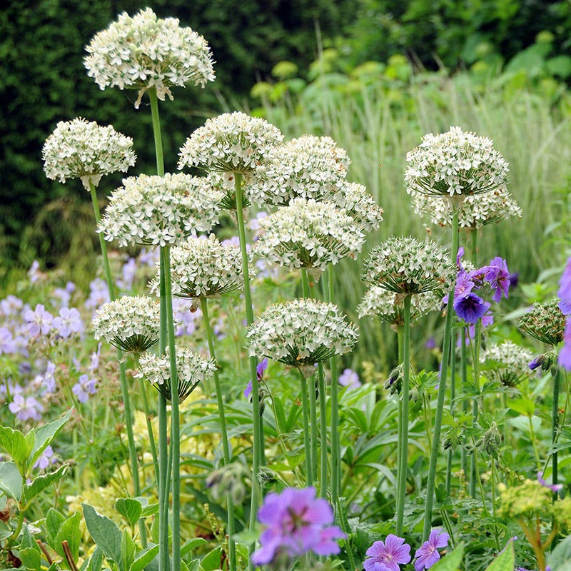 Allium nigrum - Image 2