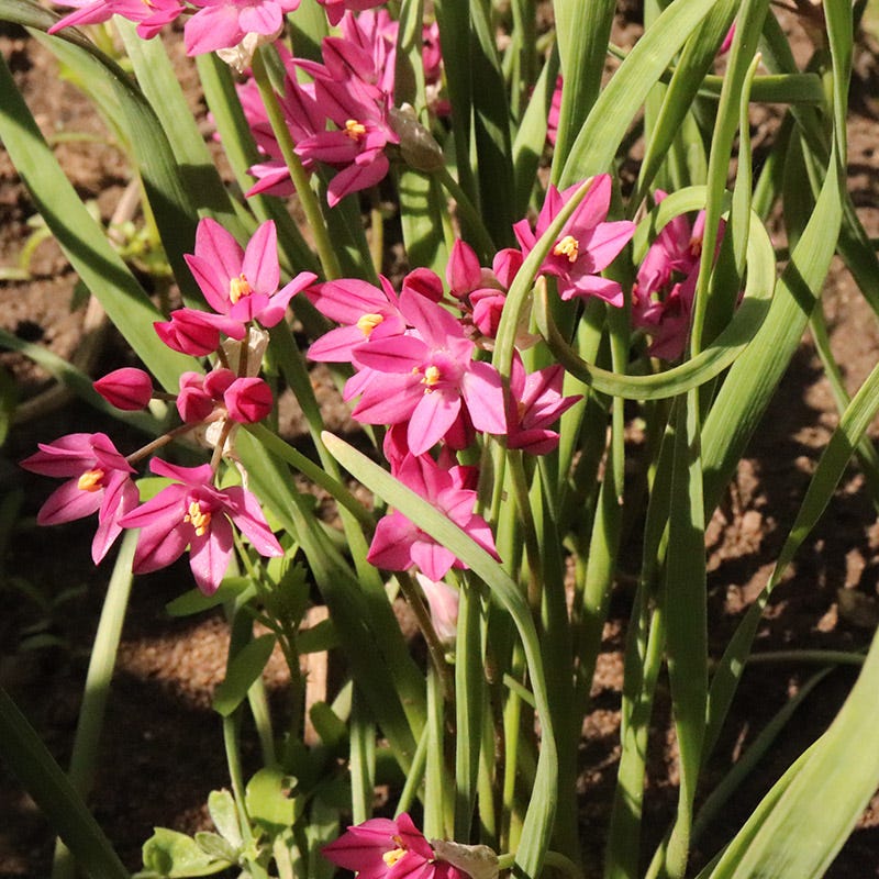Allium oreophilum - Image 3