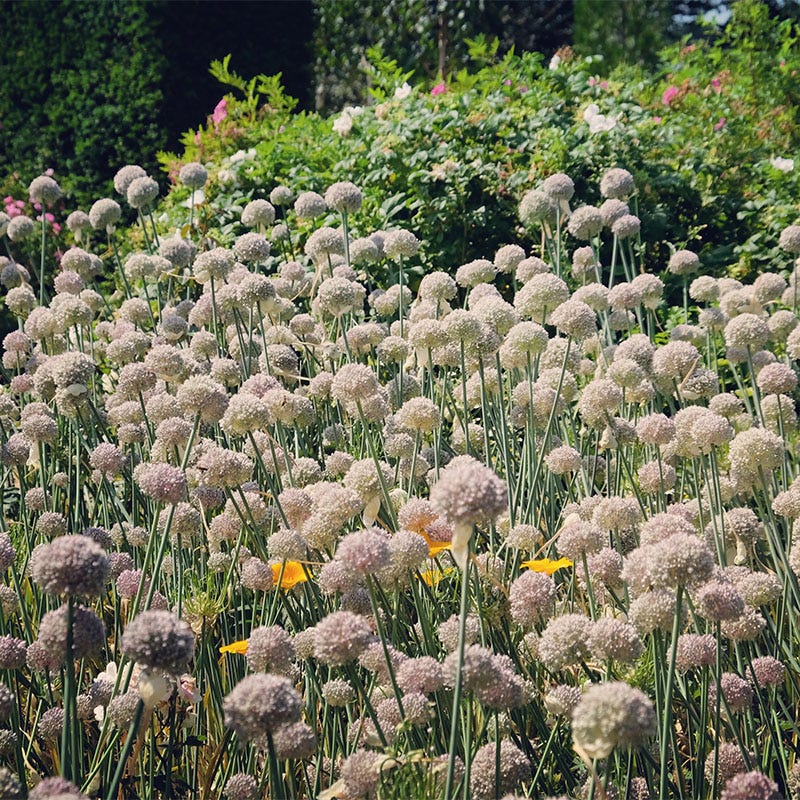 Ping Pong Allium - Image 2