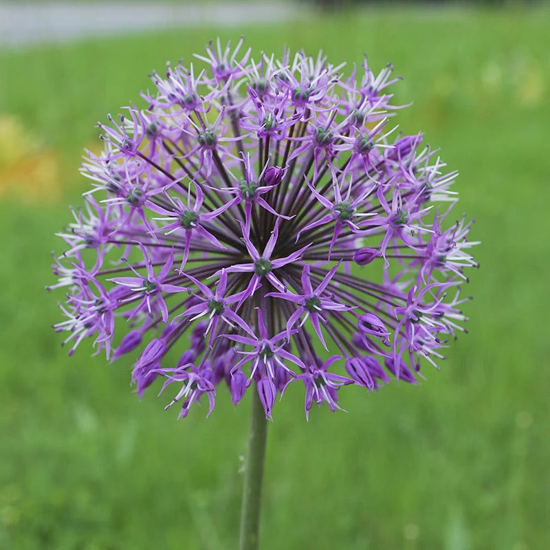 Purple Galaxy Allium Flower Bulb Collection - Image 6