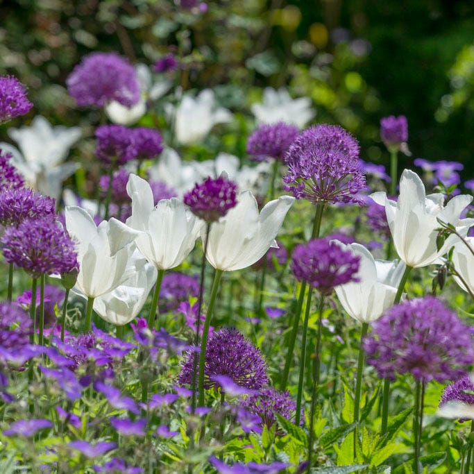 Purple Sensation Allium - Image 3