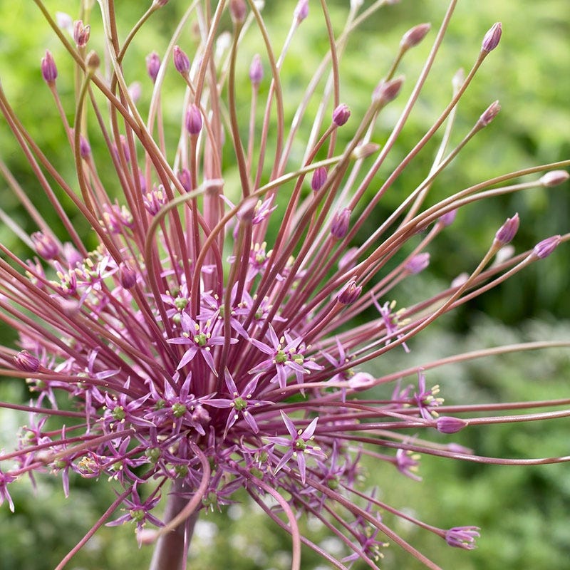 Allium schubertii - Image 2