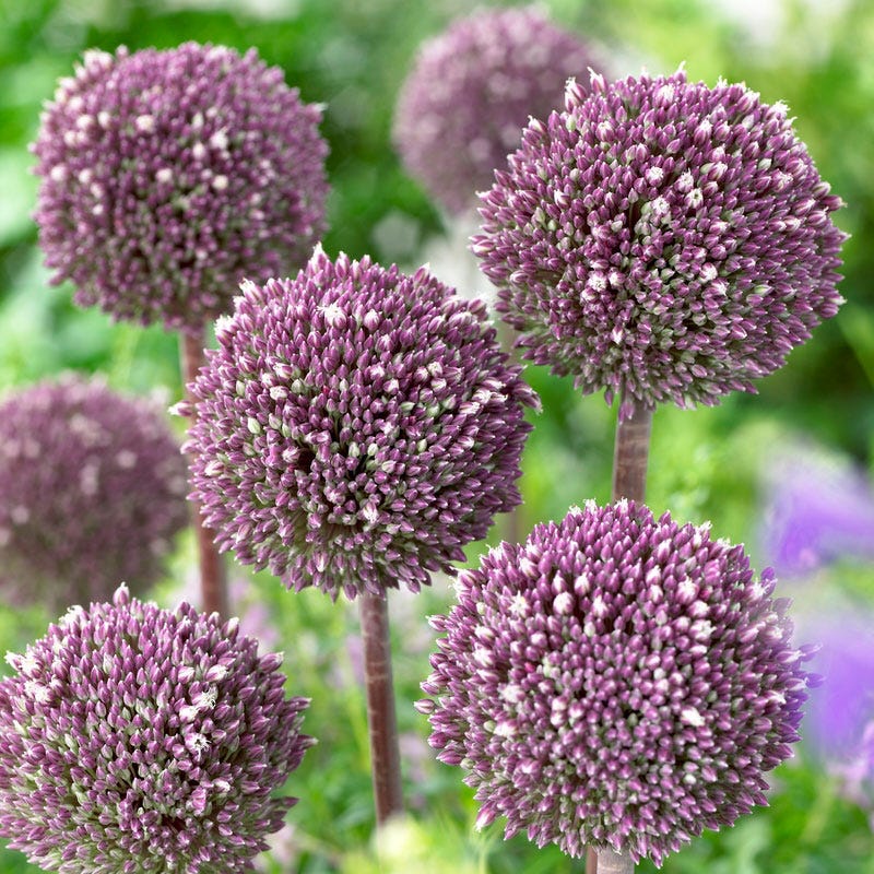 Summer Drummer Allium - Image 3