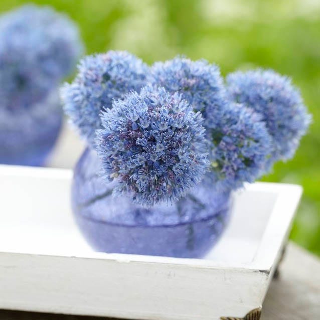 Blue Allium caeruleum - Image 3