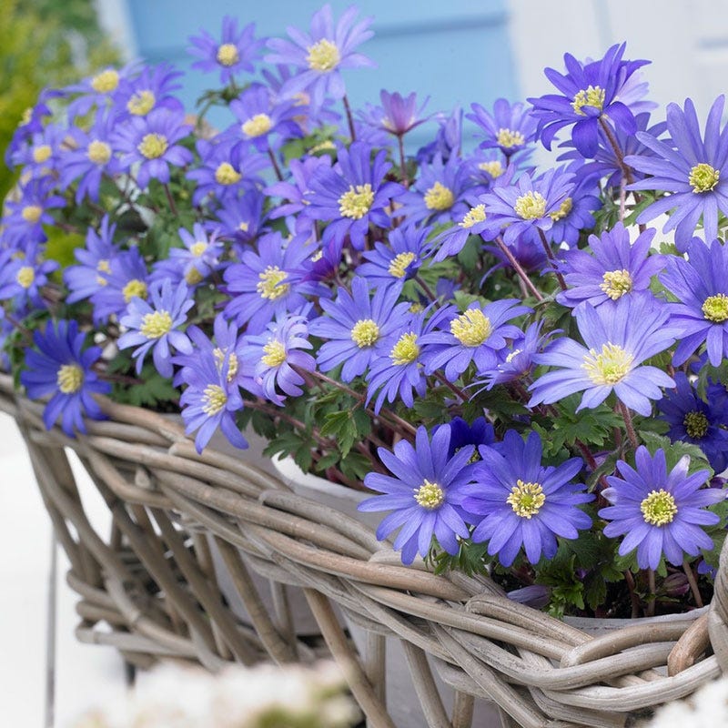 Blue Shades Anemone - Image 3