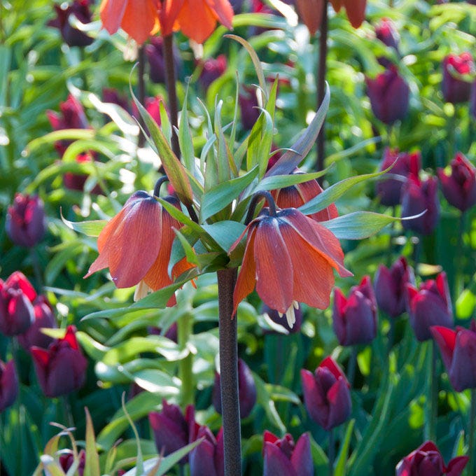 Red Crown Imperial - Image 2