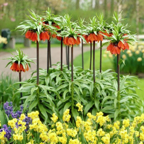 Red Crown Imperial - Image 4