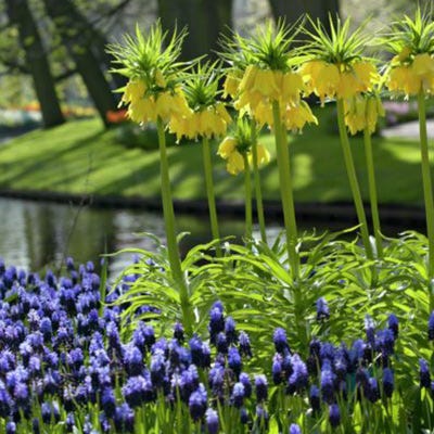 Yellow Crown Imperial - Image 3