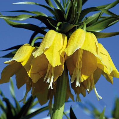 Yellow Crown Imperial - Image 4