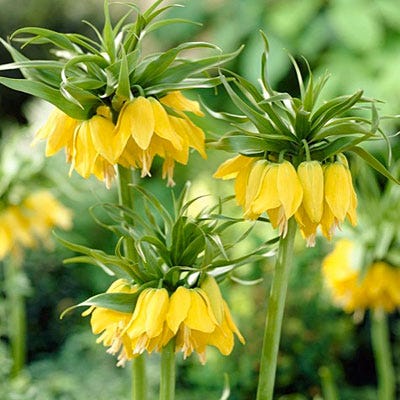 Yellow Crown Imperial - Image 5