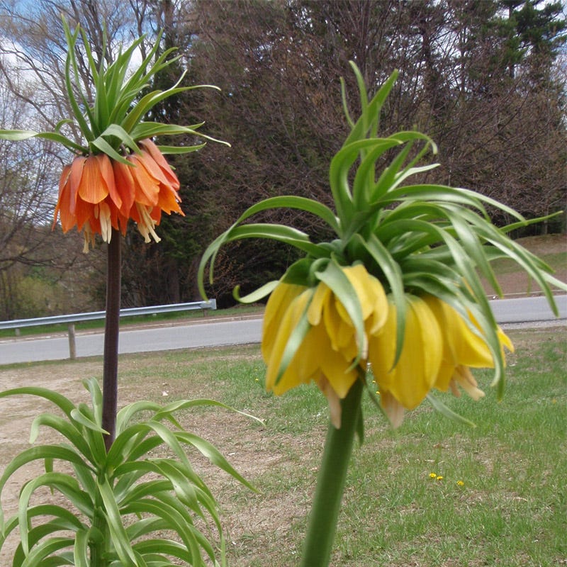Yellow Crown Imperial - Image 6