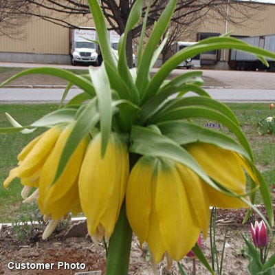 Yellow Crown Imperial - Image 7