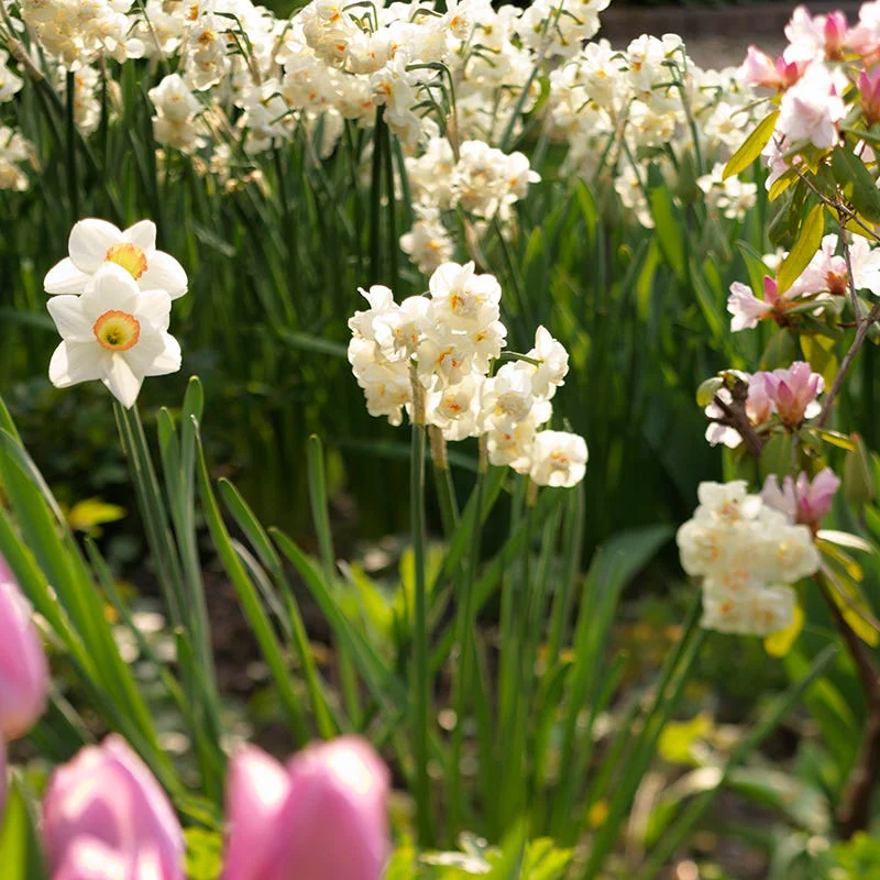Cheerfulness Double Daffodil - Image 3