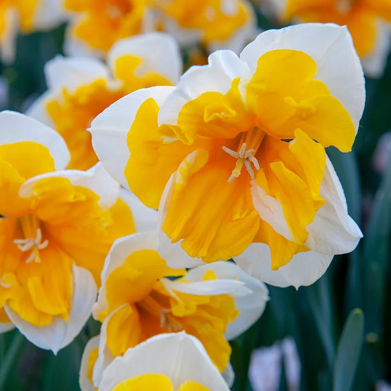Citrus Daffodil Flower Bulb Collection - Image 4