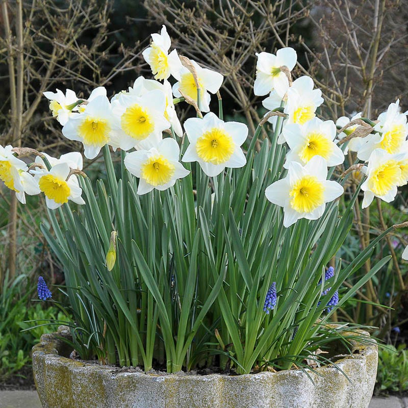 Ice Follies Large Cupped Daffodil - Image 4
