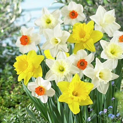 Large Cupped Daffodil Mix - Image 3