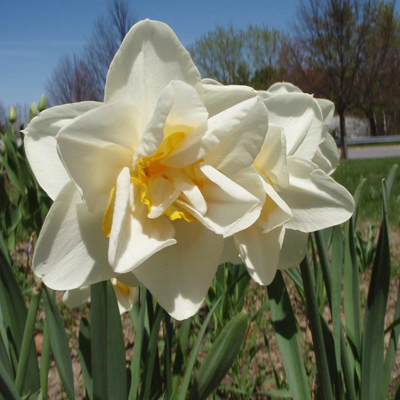 Lemon Chiffon Daffodil Flower Bulb Collection - Image 4