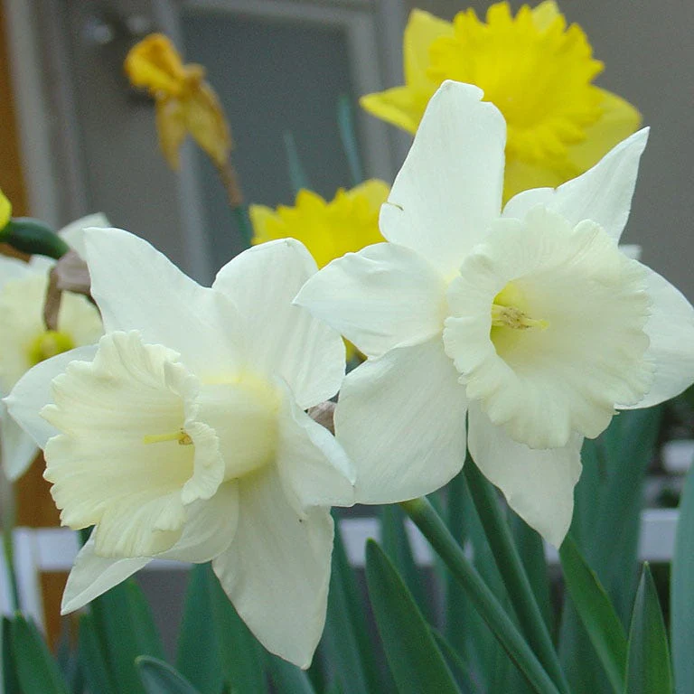 Mount Hood Trumpet Daffodil - Image 2