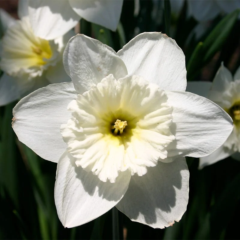 Mount Hood Trumpet Daffodil - Image 3