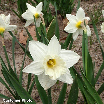 Mount Hood Trumpet Daffodil - Image 5