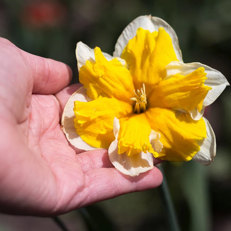 Orangery Butterfly Daffodil - Image 2