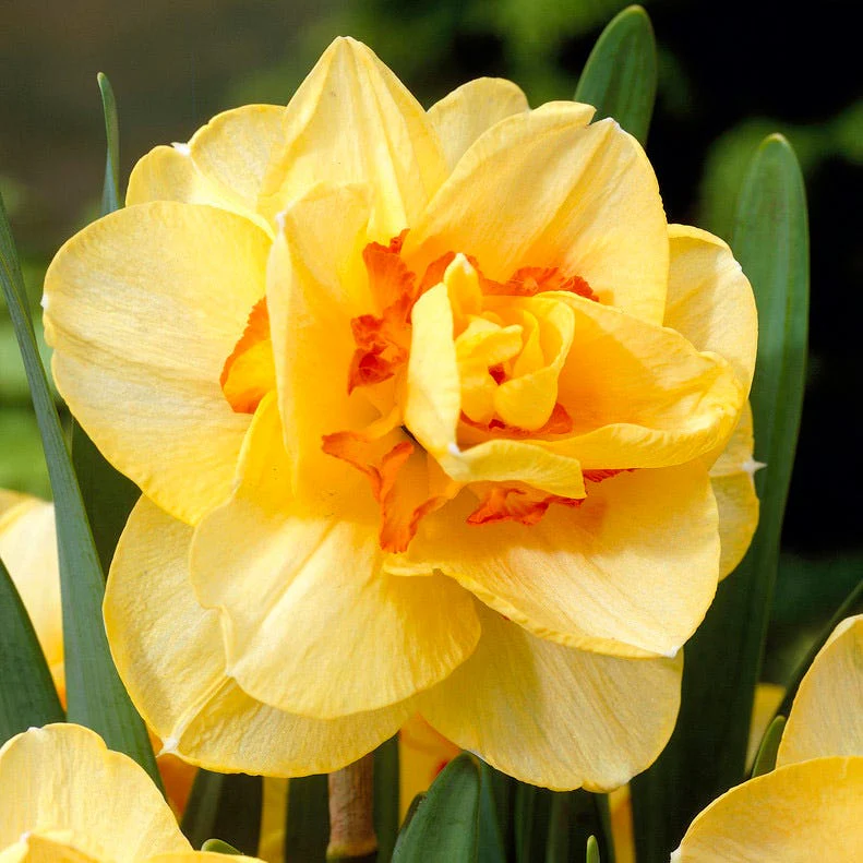 Peach Bellini Daffodil Bulb Collection - Image 3