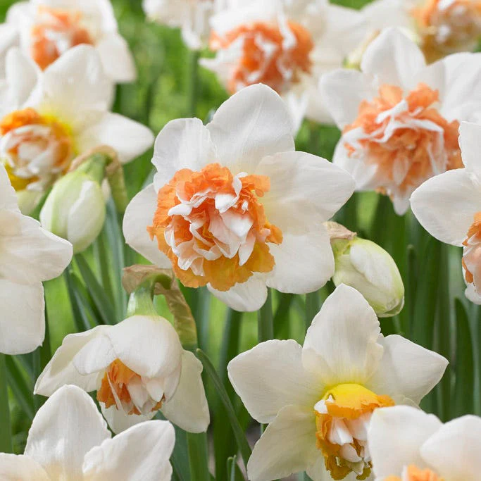 Peach Bellini Daffodil Bulb Collection - Image 4