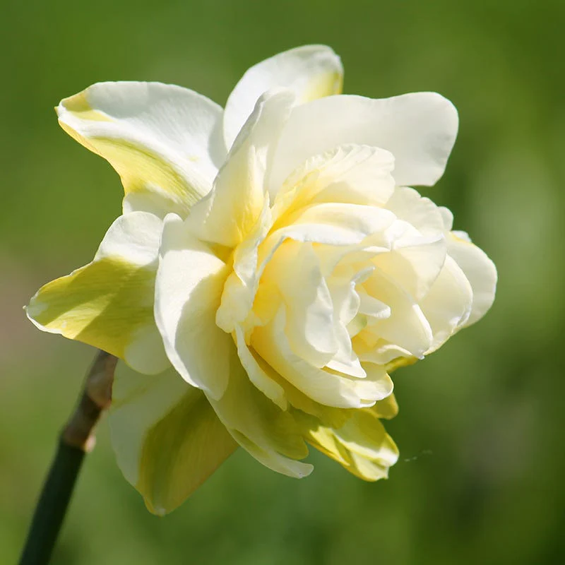 Strawberries & Cream Daffodil Collection - Image 3