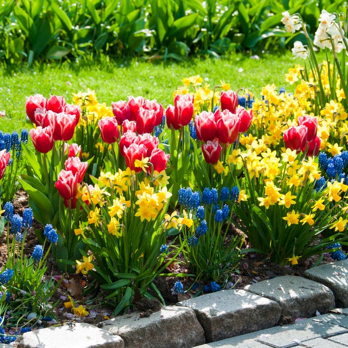 Tete-a-Tete Miniature Daffodil - Image 3