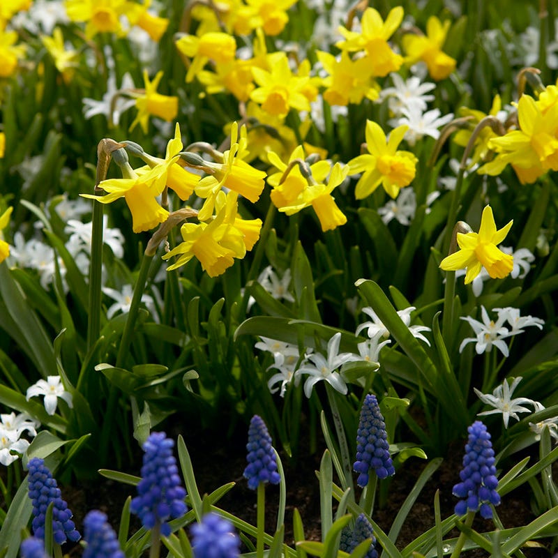 Tete-a-Tete Miniature Daffodil - Image 5